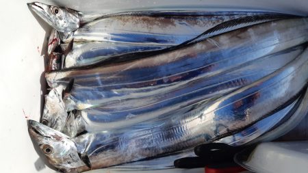 KIM Fishing Guide Service 釣果