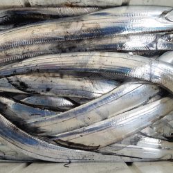 KIM Fishing Guide Service 釣果