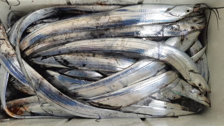 KIM Fishing Guide Service 釣果