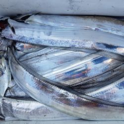 KIM Fishing Guide Service 釣果