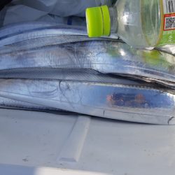 KIM Fishing Guide Service 釣果