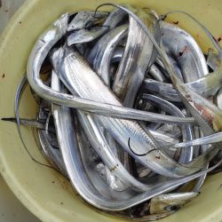 KIM Fishing Guide Service 釣果