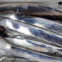 KIM Fishing Guide Service 釣果