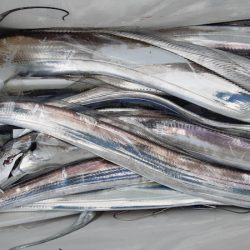 KIM Fishing Guide Service 釣果