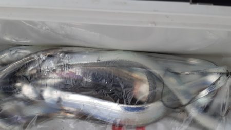 KIM Fishing Guide Service 釣果