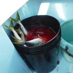 BlueNote Fishing Taxi 釣果