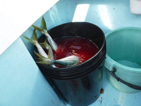 BlueNote Fishing Taxi 釣果