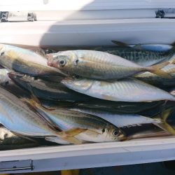 深川 吉野屋 釣果