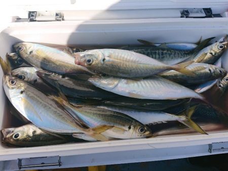 深川 吉野屋 釣果