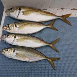 深川 吉野屋 釣果