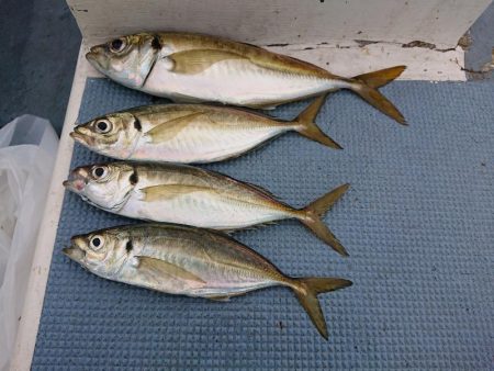 深川 吉野屋 釣果