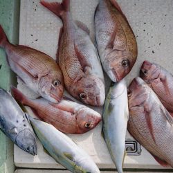 米丸 釣果