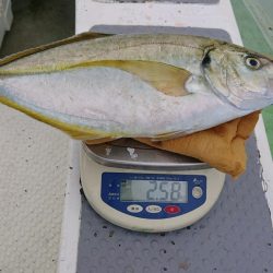 米丸 釣果