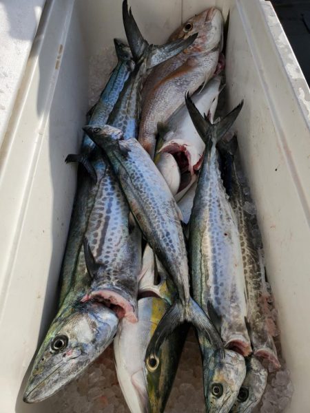 武士(SAMURAI) 釣果