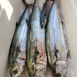 武士(SAMURAI) 釣果