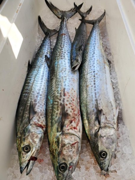 武士(SAMURAI) 釣果