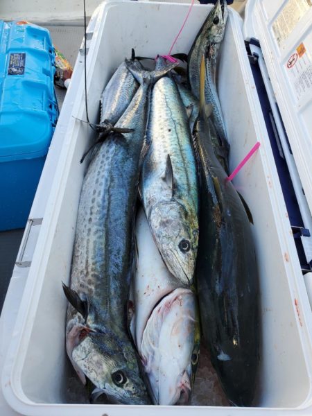 武士(SAMURAI) 釣果