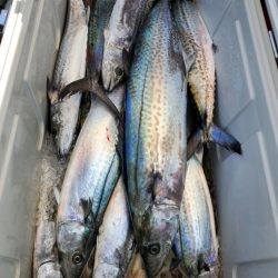 武士(SAMURAI) 釣果