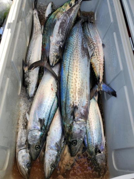 武士(SAMURAI) 釣果