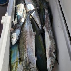 武士(SAMURAI) 釣果