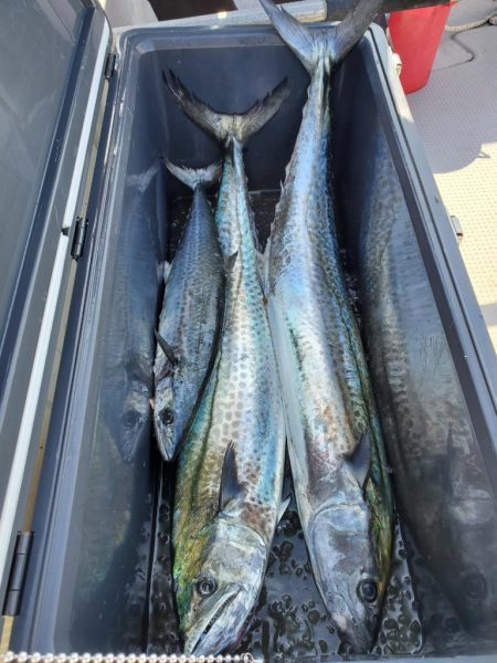 武士(SAMURAI) 釣果