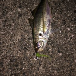 作り手の本気度をビシバシ感じる宵姫シリーズ【がまかつ LUXXE宵姫　インプレッション】