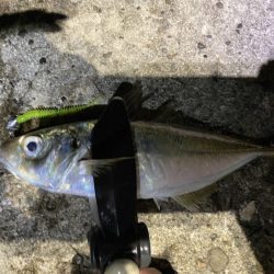 大阪夕マズメ・ナイトアジング【がまかつ LUXXE宵姫　インプレッション】