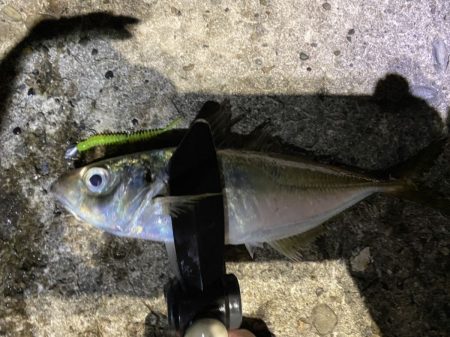 大阪夕マズメ・ナイトアジング【がまかつ LUXXE宵姫　インプレッション】