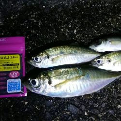 香川アジングレポート【がまかつ LUXXE宵姫　インプレッション】