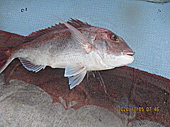 遊漁船 未紗奈 釣果