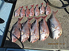 遊漁船 未紗奈 釣果