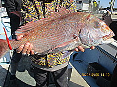 遊漁船 未紗奈 釣果