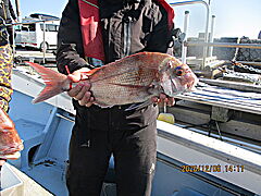 遊漁船 未紗奈 釣果