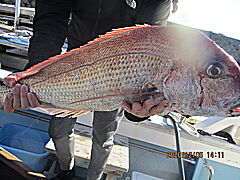 遊漁船 未紗奈 釣果