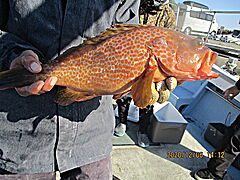 遊漁船 未紗奈 釣果