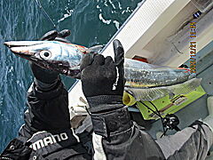 遊漁船 未紗奈 釣果