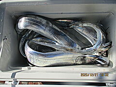 遊漁船 未紗奈 釣果