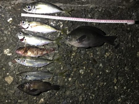 アオイソメのモジモジング