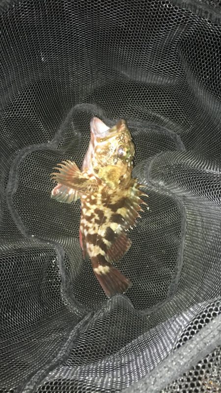 ガシラに次ぐガシラ