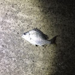 今年最後の釣行？