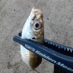 大潮３日目湾奥アジング