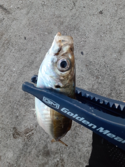 大潮３日目湾奥アジング