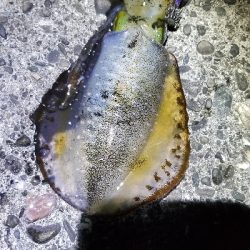 エギング青物　南はいいなぁ。