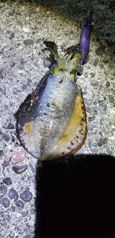 エギング青物　南はいいなぁ。