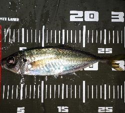 久しぶりのボートアジング