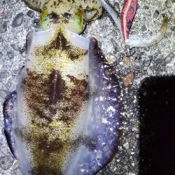 イカ　今季最大