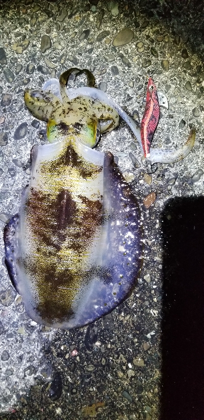 イカ　今季最大