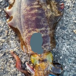 エギング 今年は終わりかな?