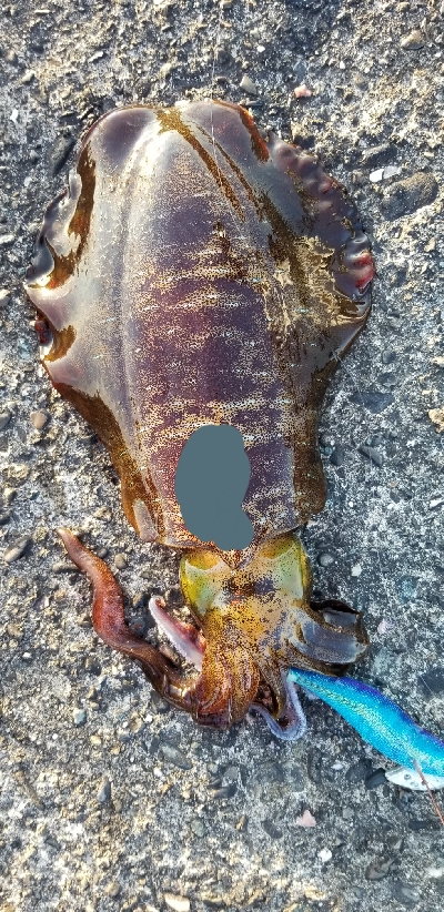 エギング 今年は終わりかな?