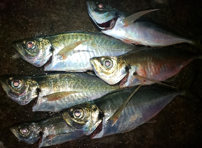 潮の流れが早い